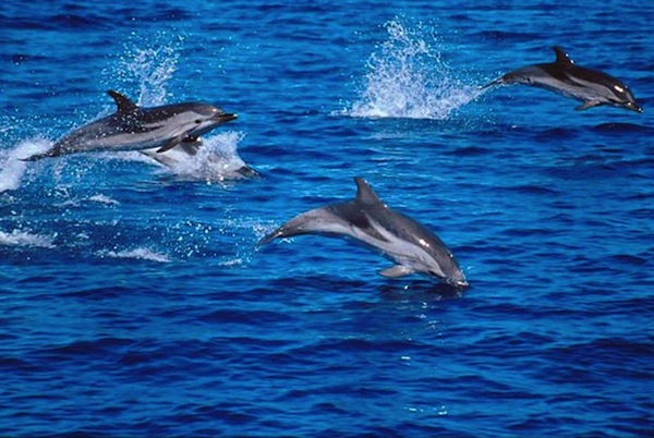 Un branco di delfini in un'immagine di repertorio