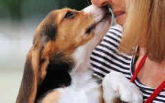 Il 17 luglio ai giardini della Fortezza la sfilata di 14 cani