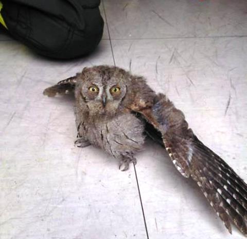 il pulcino di gufo salvato dai Vigili del fuoco di Grosseto
