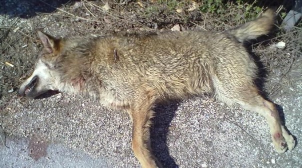 Il lupo ucciso e lasciato in piazza a 