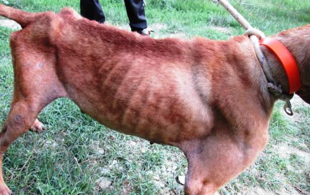 Uno degli animali maltrattati e denutriti nel canile-lager  ritrovato a  Capolona