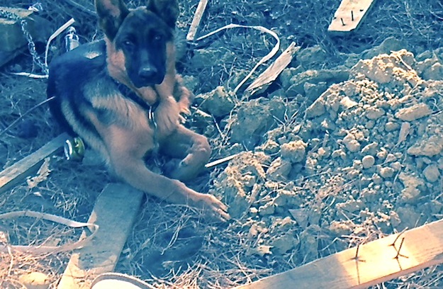 Il cucciolo di pastore tedesco trovato a Prato