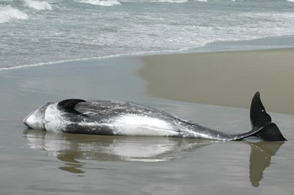 Delfino spiaggiato