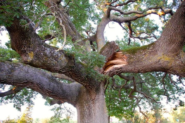 Il ramo staccato della Quercia delle Checche