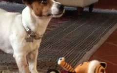 Figo, il piccolo eroe premiato a Camogli