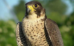 Falco pellegrino