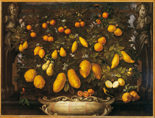 Limoni, Bartolomeo Bimbi