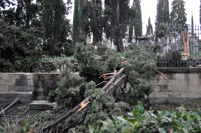Gli alberi caduti al Cimitero degli Inglesi