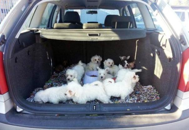 I cuccioli ritrovati senza acqua né cibo nel bagagliaio di una macchina