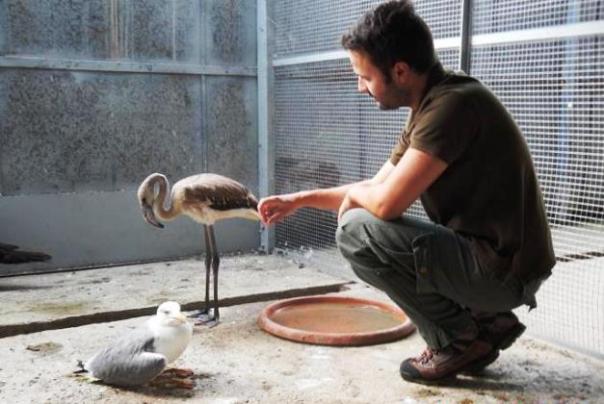 Maremma l'esemplare di Fenicottero rosa salvato dagli uomini del Corpo Forestale