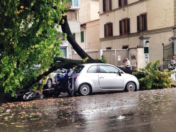 Un albero caduto a causa del nubifragio sul viale Lavagnini
