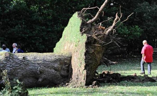 Uno degli alberi sradicati a Boboli dalla furia del nubifragio del 19 settembre