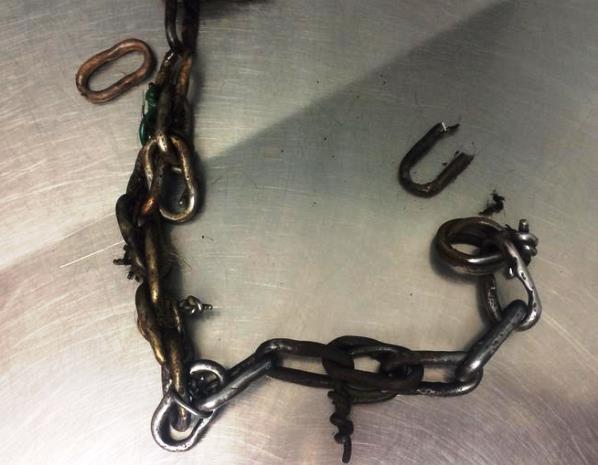 L'animale era bloccato da una catena acuminata