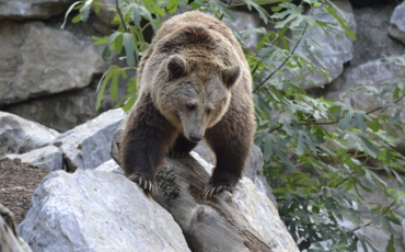 l'orsa Daniza, morta nella notte fra il 10 e l'11 settembre dopo essere stata narcotizzata in Trentino