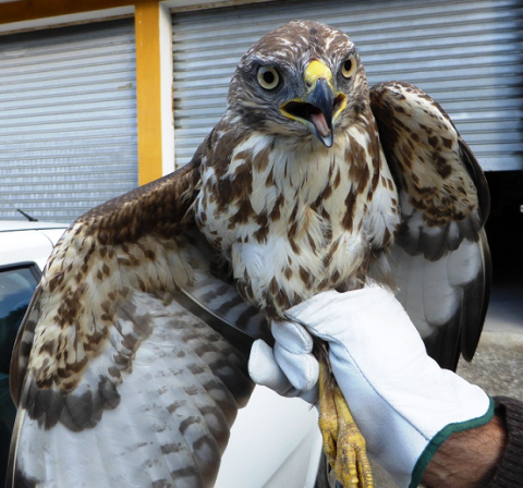 La poiana ferita a Bibbona