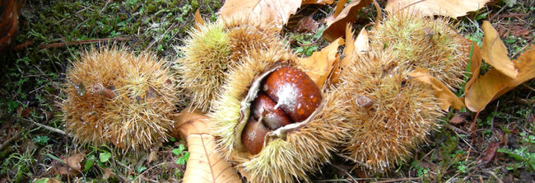 Il marrone del Mugello Igp