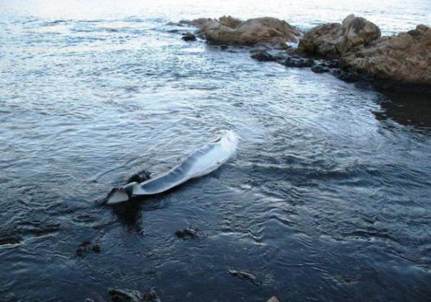 La balenottera spiaggiata a Castiglioncello (foto Legambiente Arcipelago Toscano)