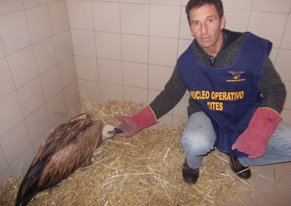 L'esemplare di grifone trovato a Certaldo