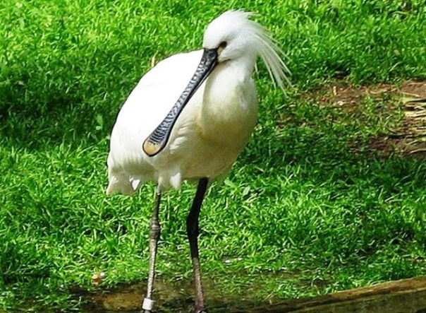 Un esemplare di uccello spatola