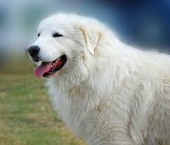 Un pastore maremmano come Noè, protagonista di questa storia vera