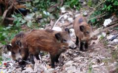 Cinghiali in Toscana