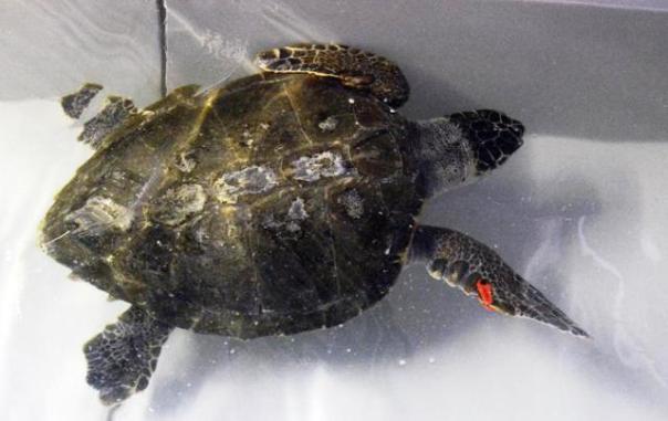 Un esemplare di tartaruga Caretta Caretta, la più diffusa nel Mar Mediterraneo