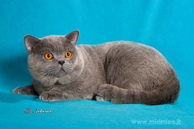 Gatto british blue