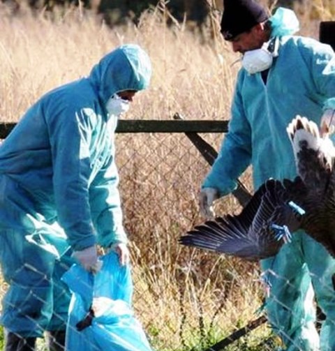 Anatre affette da influenza aviaria