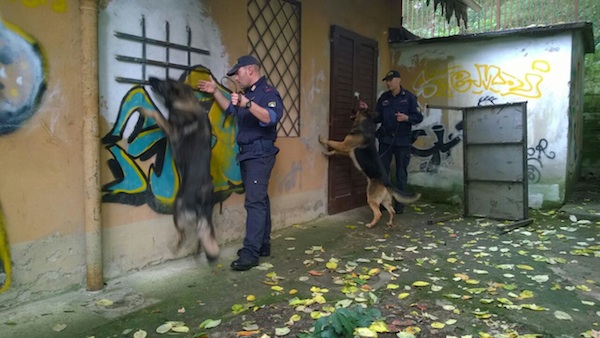 I cani poliziotto antidroga durante un controllo