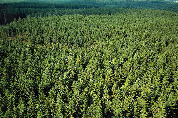 600px-Pine_forest_in_Sweden