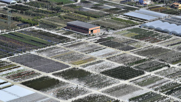 DANNI CAUSATI DAL VENTO A PISTOIA E ZONE LIMITROFE