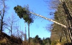 Toscana, innumerevoli gli alberi crollati a causa della tempesta di vento