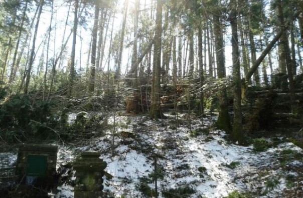 Vallombrosa, danni incalcolabili dalla tempesta di vento del 5 marzo 2015