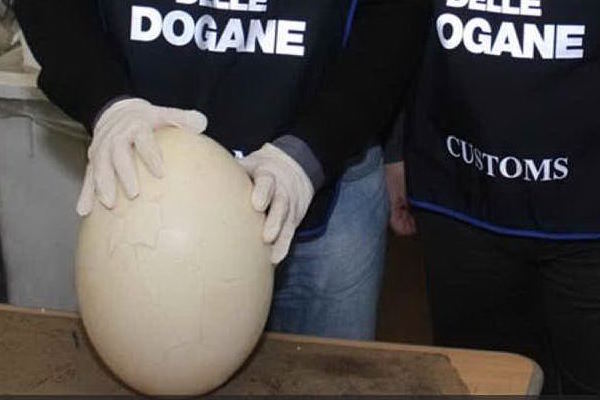 L'uovo preistorico sequestrato all'aeroporto di Orio al Serio