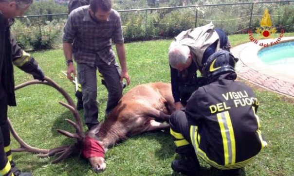 Pistoia, il cervo caduto nella piscina e salvato dai vigili del fuoco
