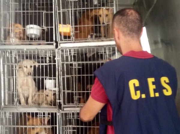 Il furgone con i cani a bordo bloccato dalla Forestale