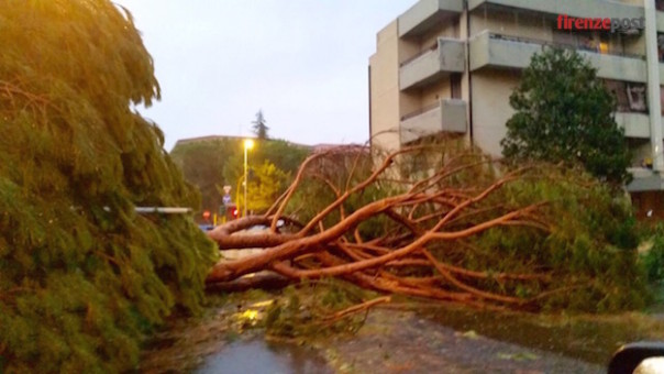 L'albero caduto nella zona del Gignoro durante il violento temporale di stasera, 1 agosto 2015