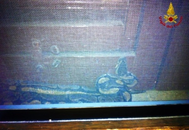 Il pitone recuperato dai vigili del fuoco