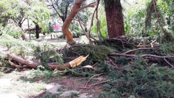 Nubifragio a Firenze, moltissimi gli alberi sradicati da pioggia, grandine e vento