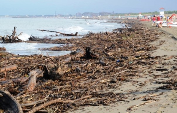 Spiagge invase dai tronchi a Marina di Grosseto e Principina