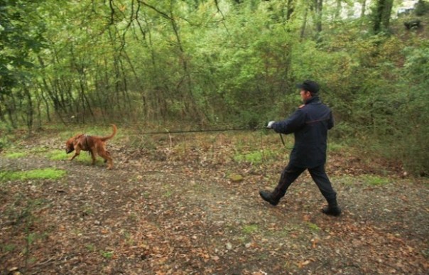 Un cani molecolare bloodhound durante la ricerca di una persona scomparsa