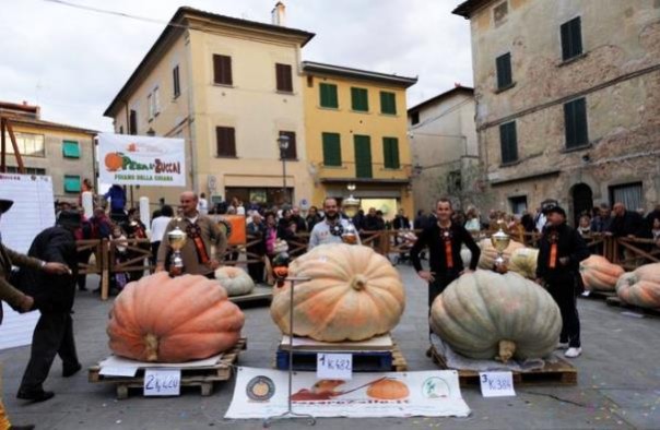 Foiano della Chiana, la zucca più grande d'Italia: 482 Kg