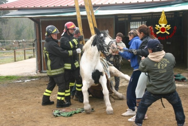 Cavallo recuperato con gru vigili fuoco a Livorno