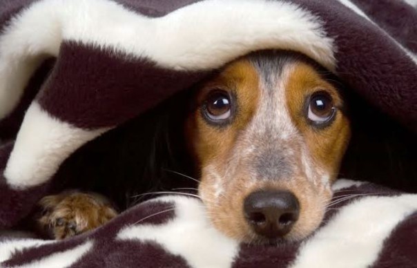 Botti di Capodanno, i cani hanno paura