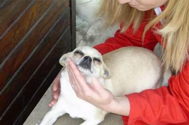 Ritrovati a Roma i due cani chihuahua rubati a Grosseto