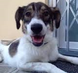 La canina Lorenza: aspetta una famiglia che la possa adottare