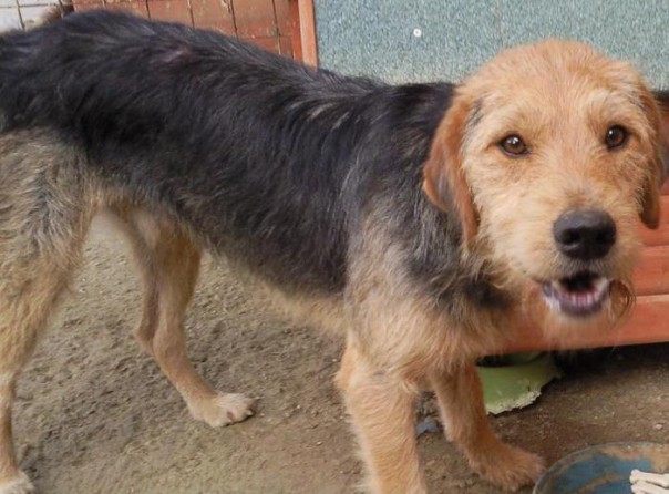 Appello per Pipino, ultimo cane 'orfano' canile Poggibonsi