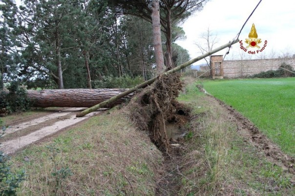 Maltempo Grosseto albero sradicato vento