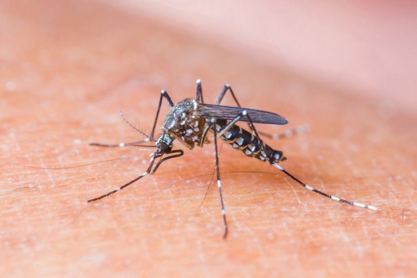 ZIKA2