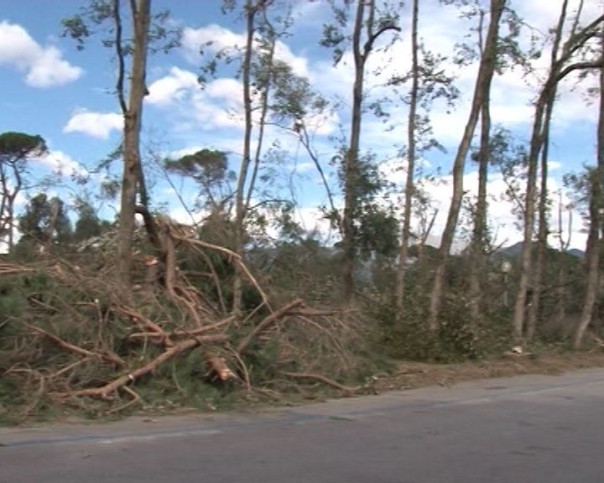 67-alberi-versilia-vento-vaile-apua